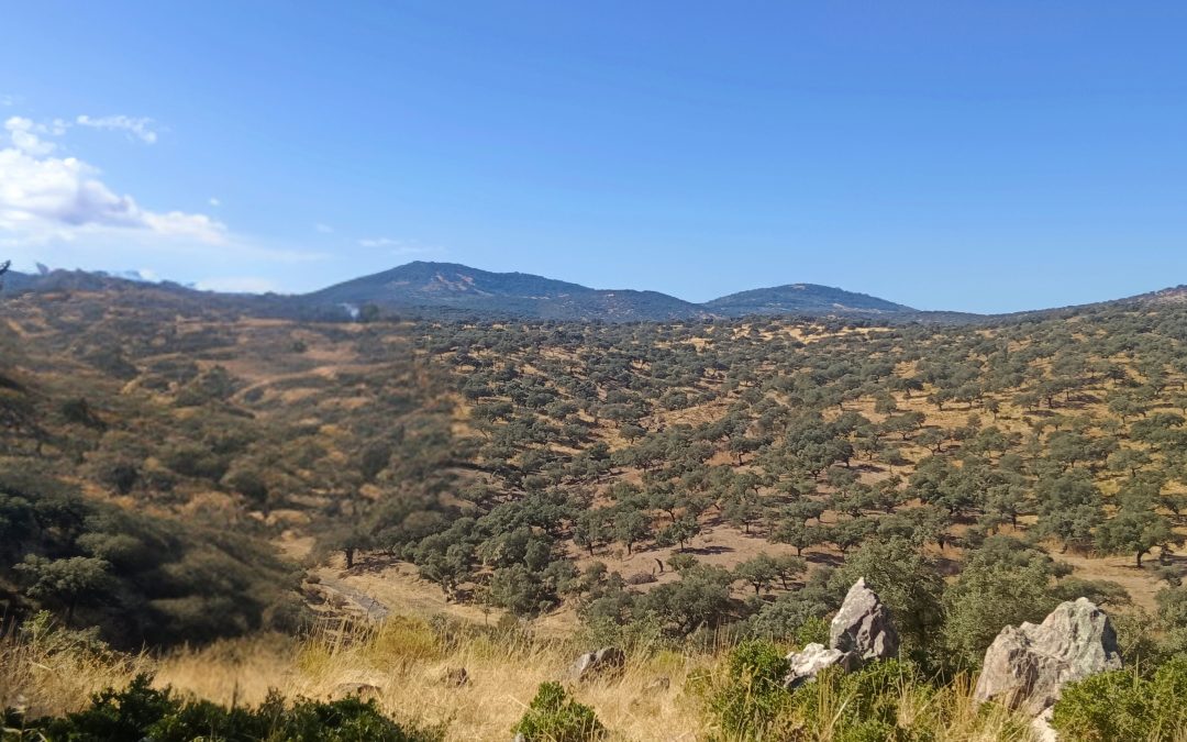 Finca Ganadera en Dehesa Extremeña