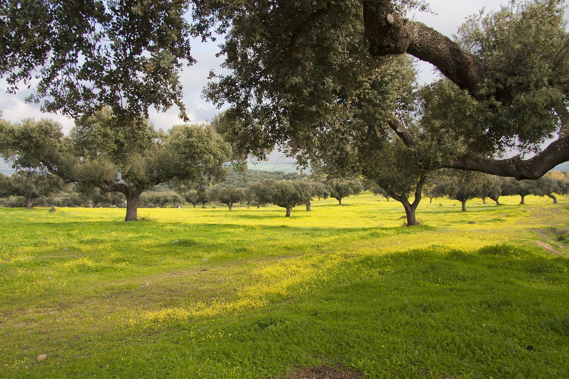 20190725 La Dehesa Espanola 1
