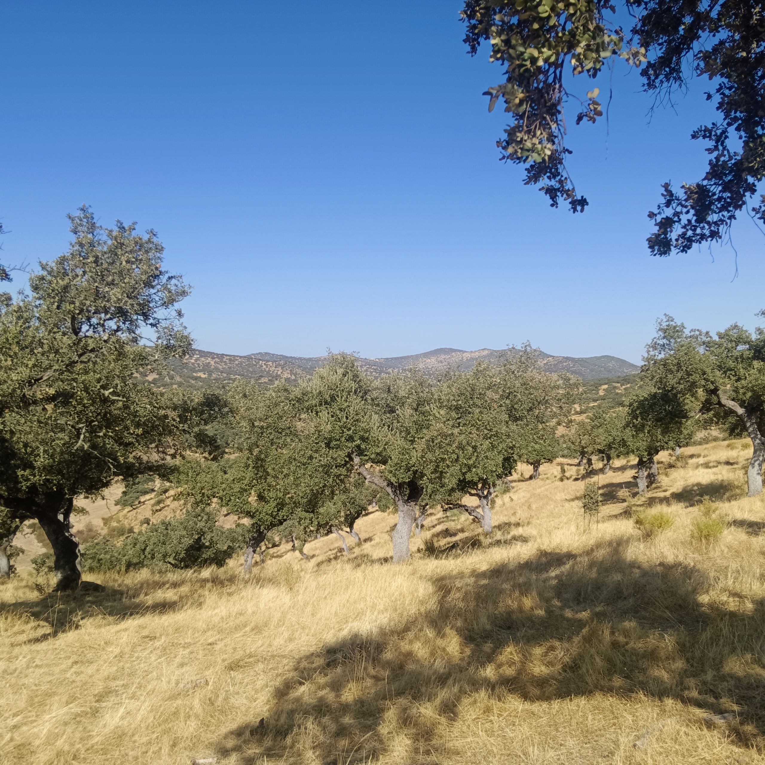 CABEZA LA VACA 1 scaled