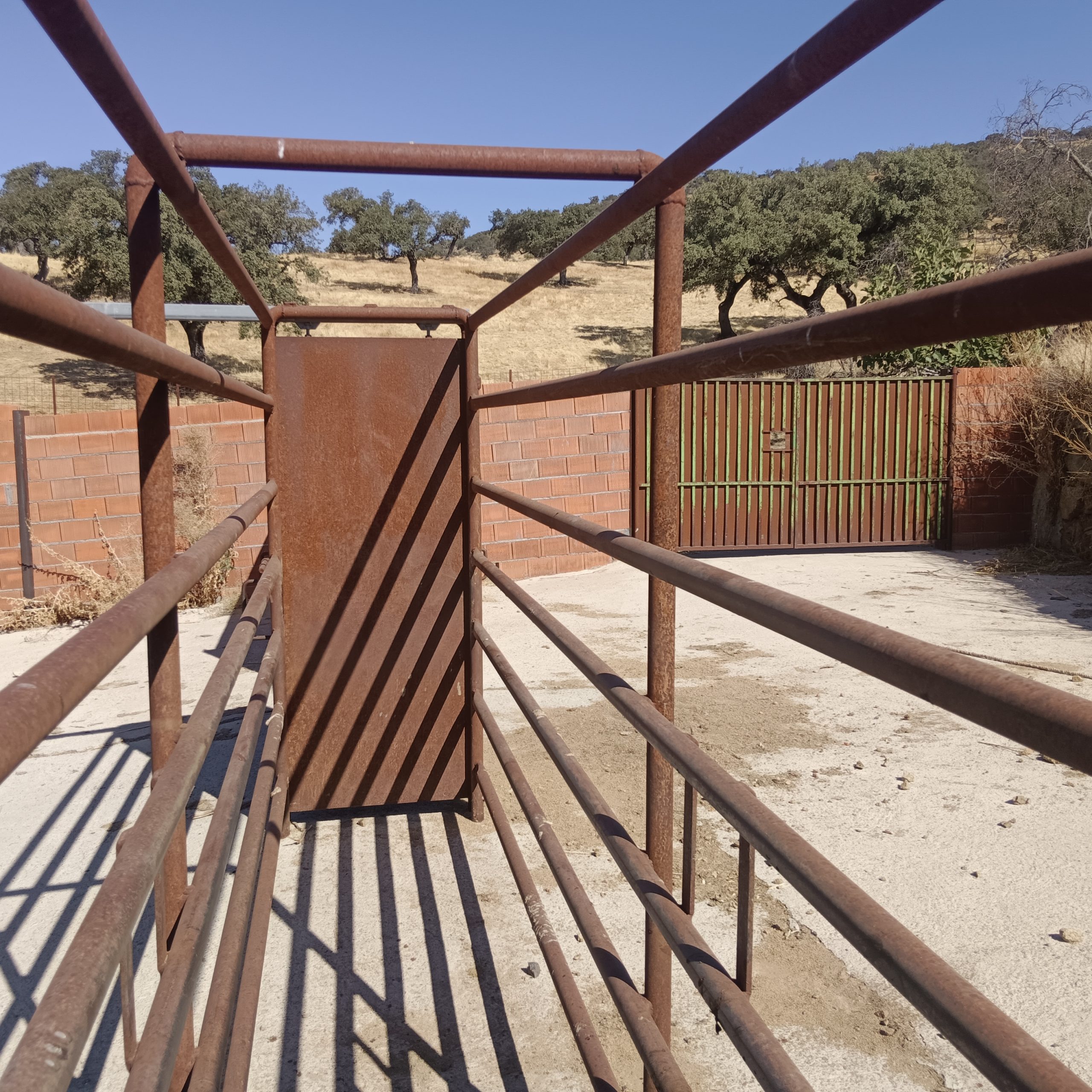 CABEZA LA VACA 21 scaled