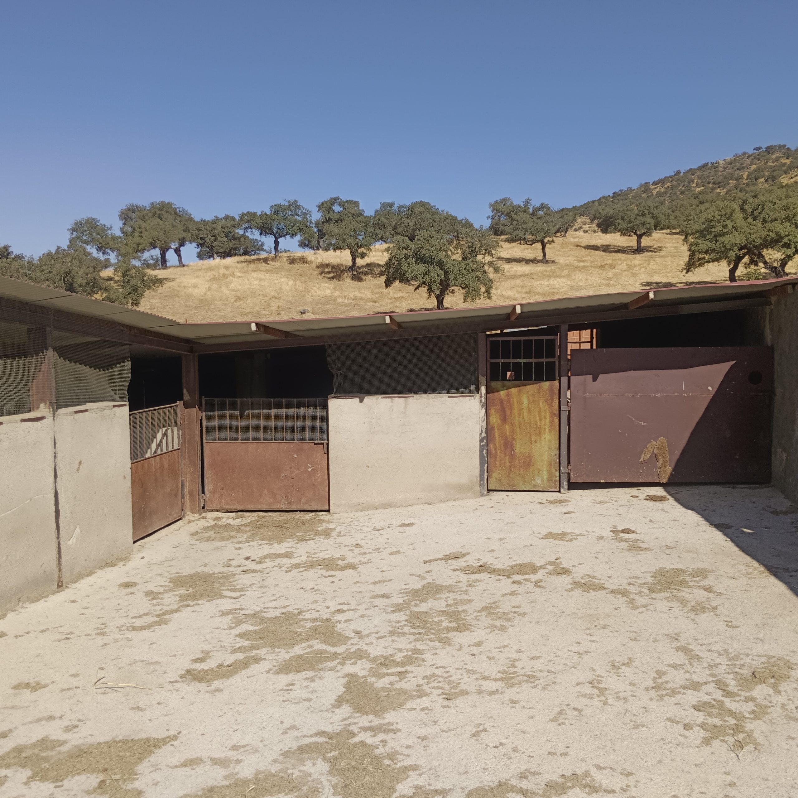 CABEZA LA VACA 23 scaled