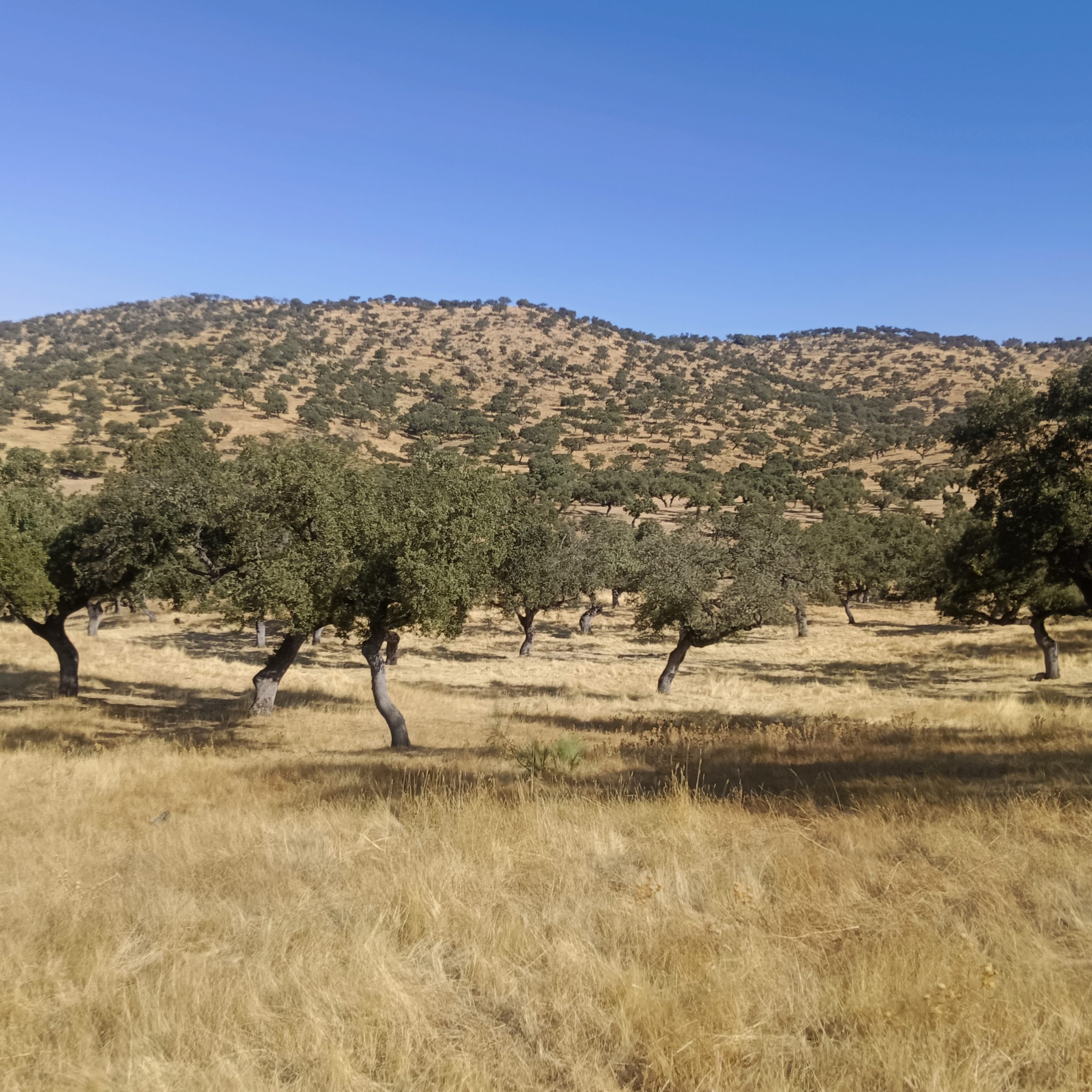 CABEZA LA VACA 5 scaled