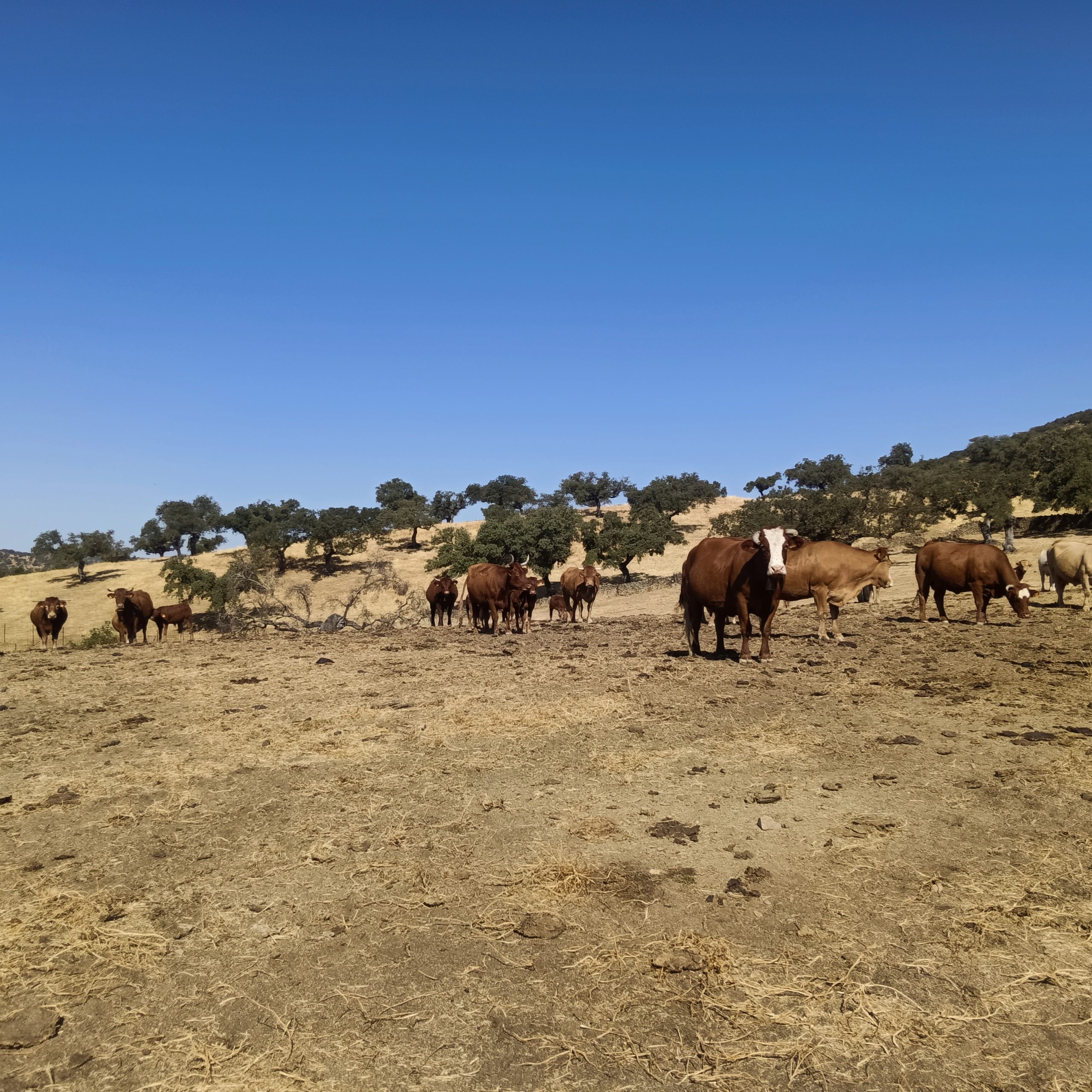 CABEZA LA VACA 7 scaled