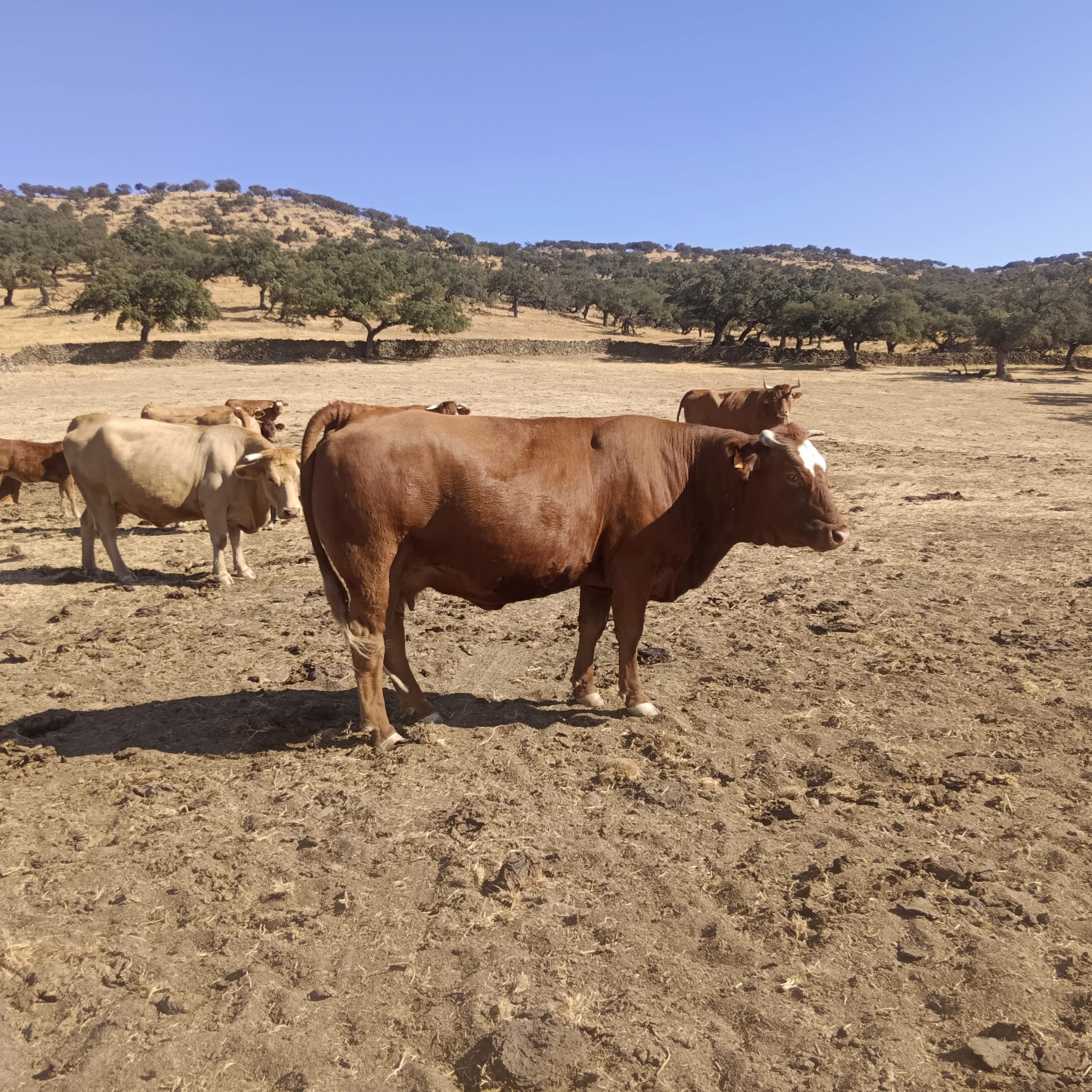 CABEZA LA VACA 8 scaled