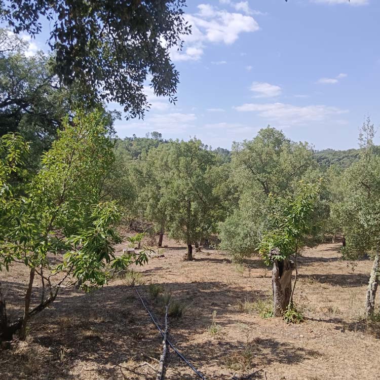 FUENTEHERIDOS LIDIA 1