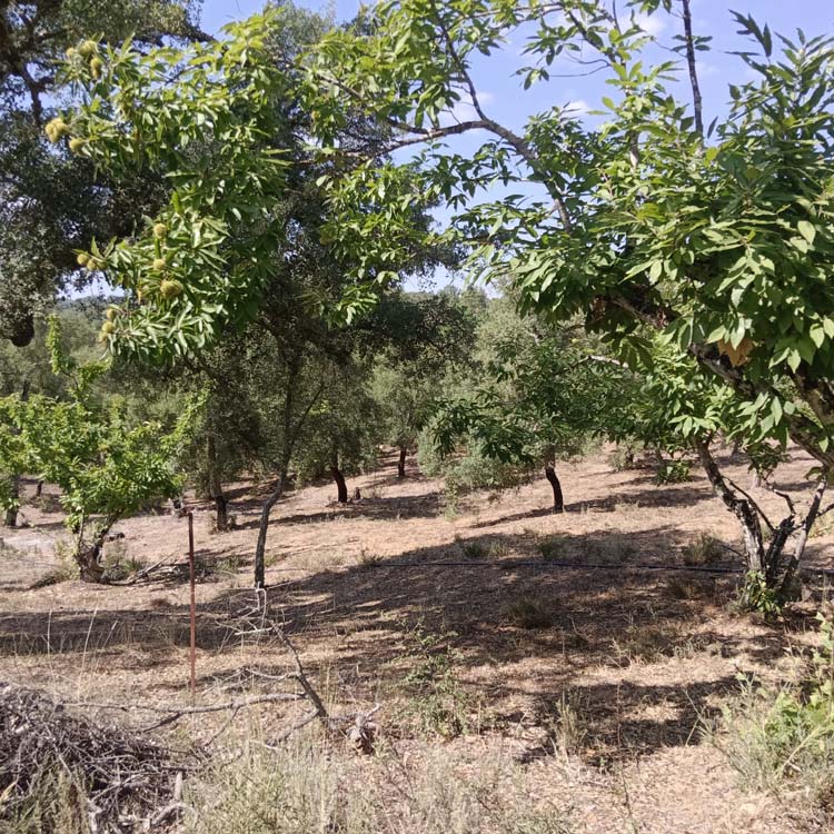 FUENTEHERIDOS LIDIA 17