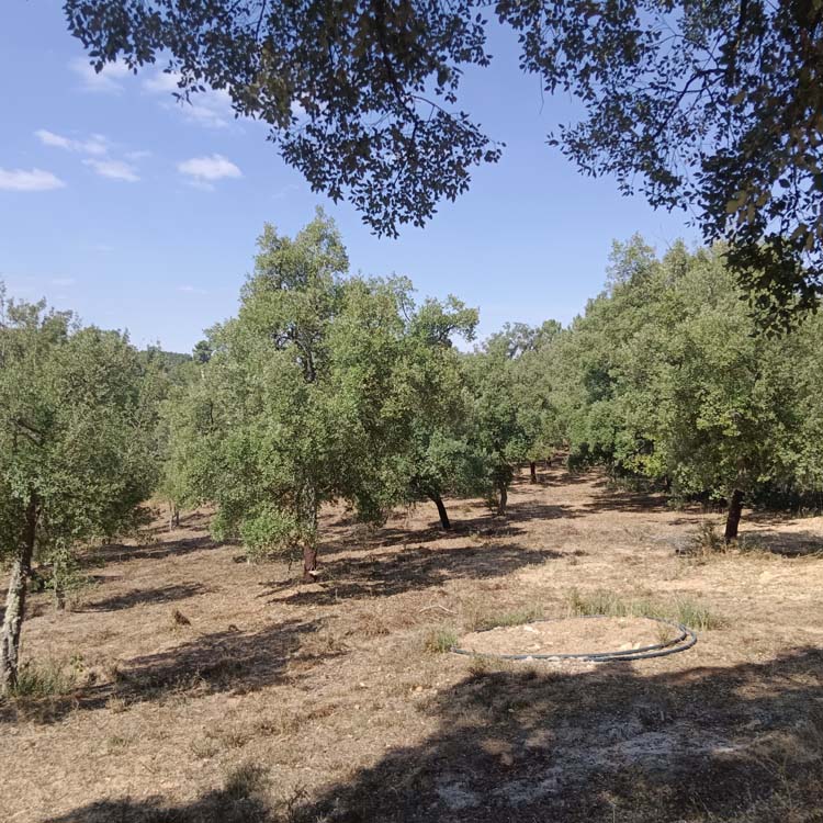 FUENTEHERIDOS LIDIA 27