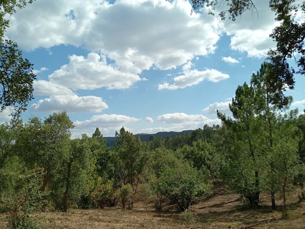 FUENTEHERIDOS LIDIA 28