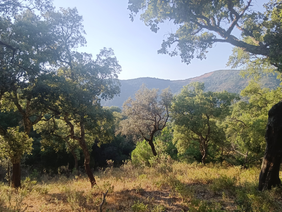 Finca de aprovechamiento rural y ganadero 9 Finca rustica con buena ubicacion 10