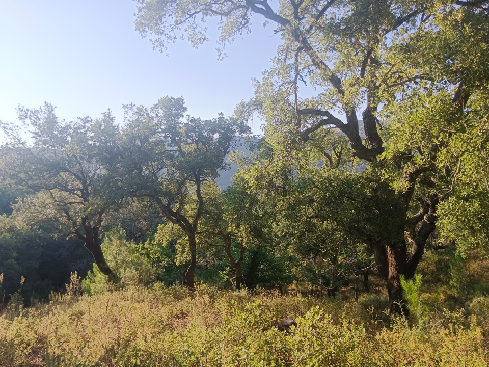Finca de aprovechamiento rural y ganadero 8 Finca rustica con buena ubicacion 11