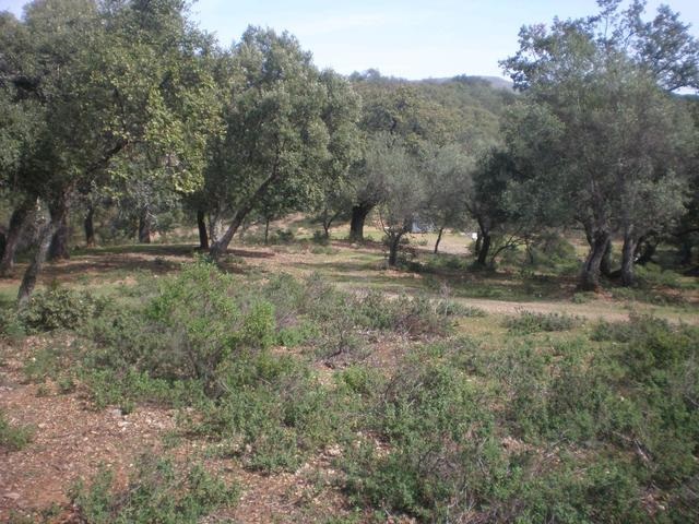 Finca de aprovechamiento rural y ganadero 2 Finca rustica con buena ubicacion 4 1