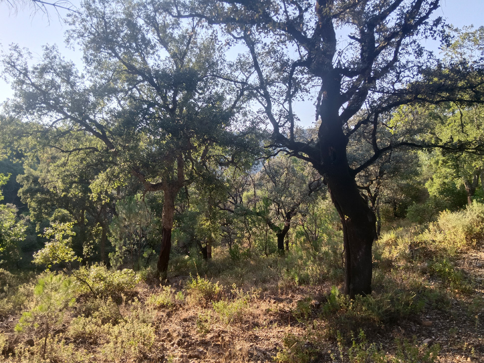 Finca de aprovechamiento rural y ganadero 4 Finca rustica con buena ubicacion 6
