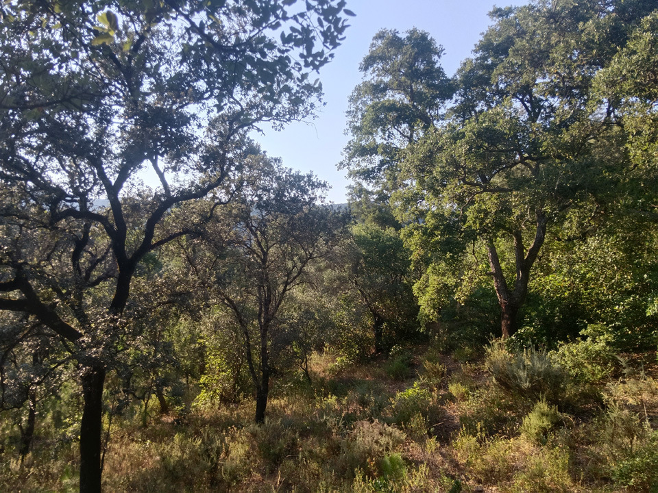 Finca de aprovechamiento rural y ganadero 10 Finca rustica con buena ubicacion 9