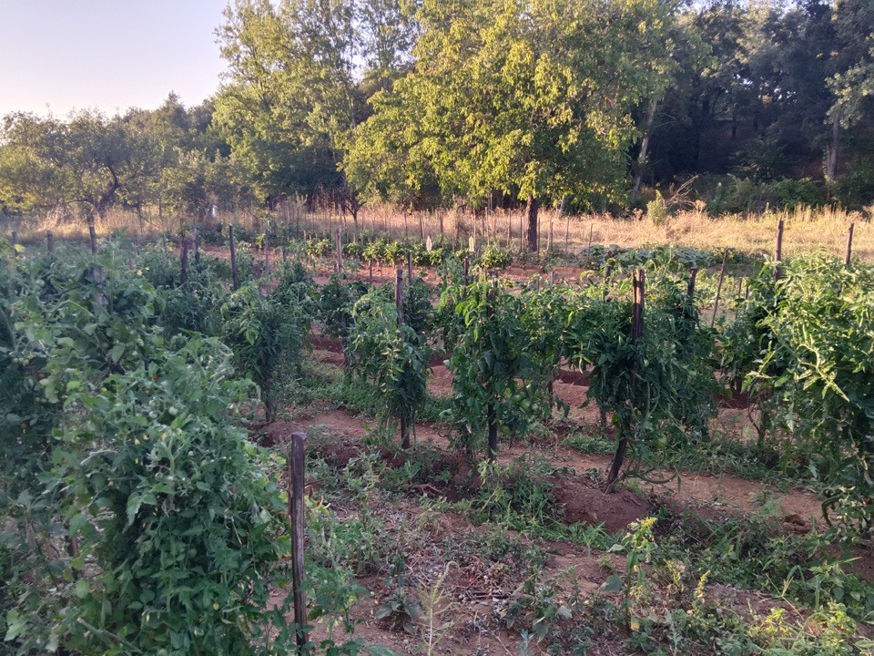 Huerta con arboles frutales 12