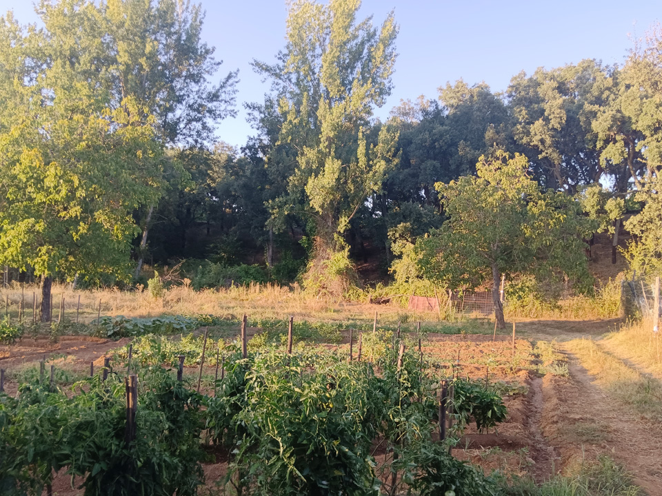 Huerta con arboles frutales 13