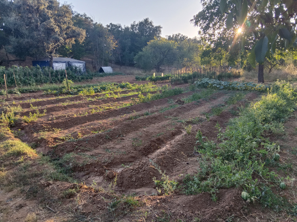 Huerta con arboles frutales 14