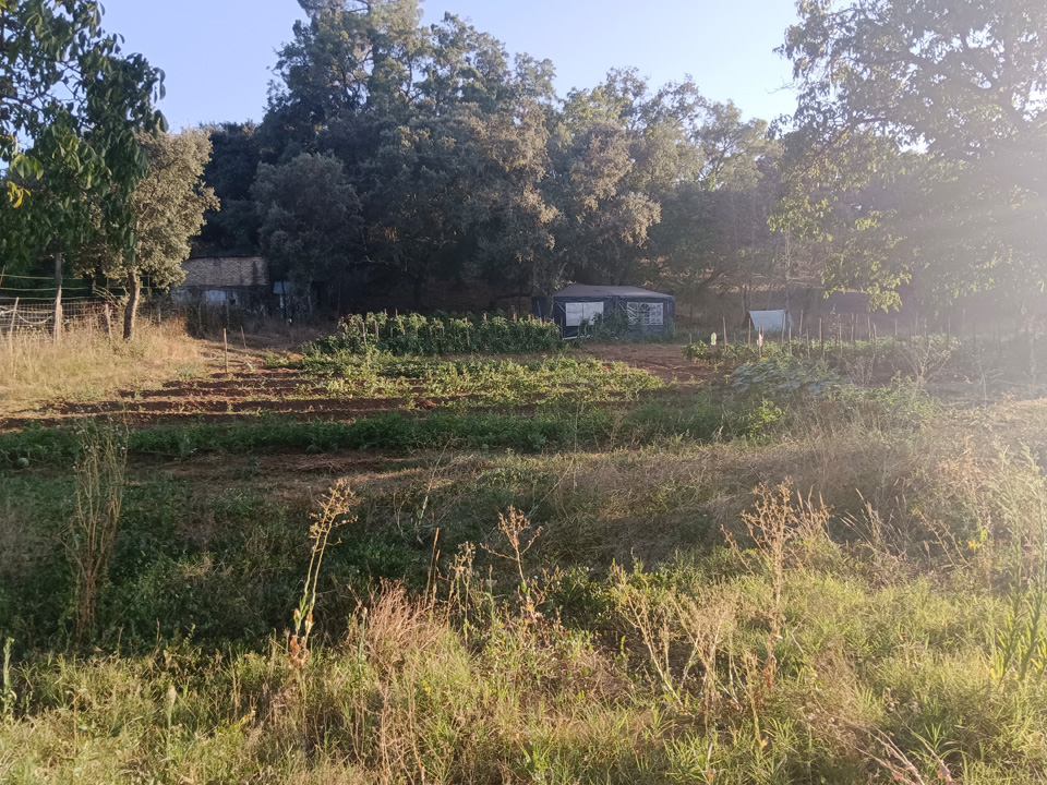 Huerta con arboles frutales 3