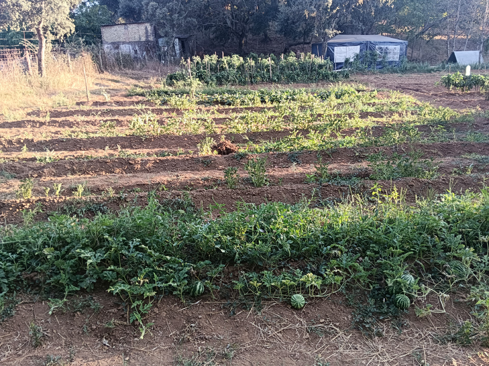 Huerta con arboles frutales 4