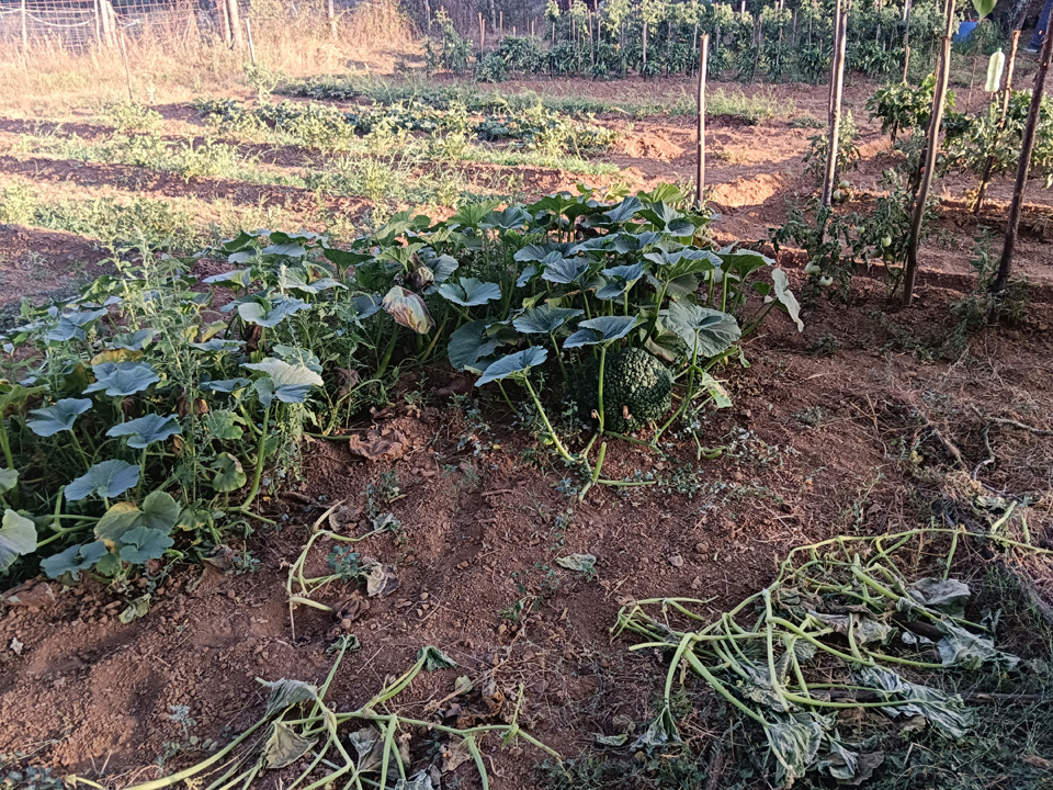 Huerta con arboles frutales 5