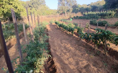 Huerta con árboles frutales