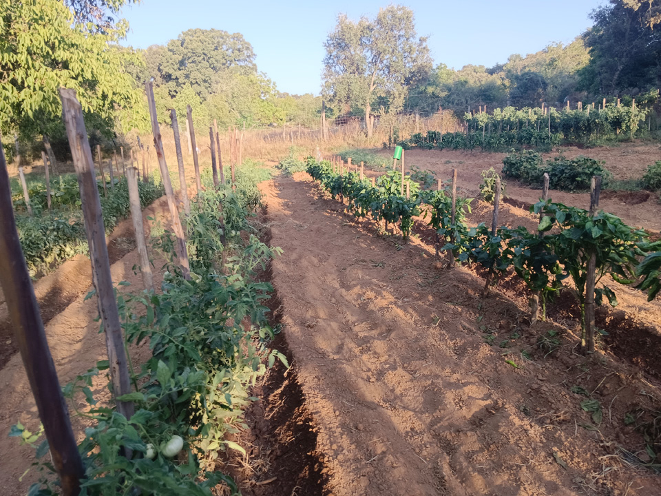 Huerta con árboles frutales