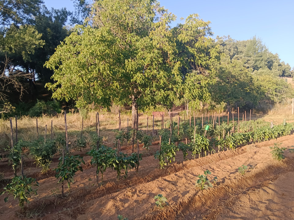 Huerta con arboles frutales 7
