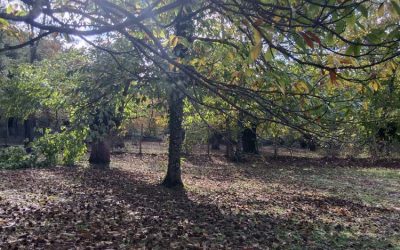 Finca Rústica de Alcornoques