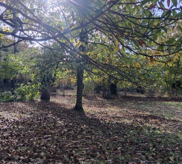 Finca Rústica de Alcornoques