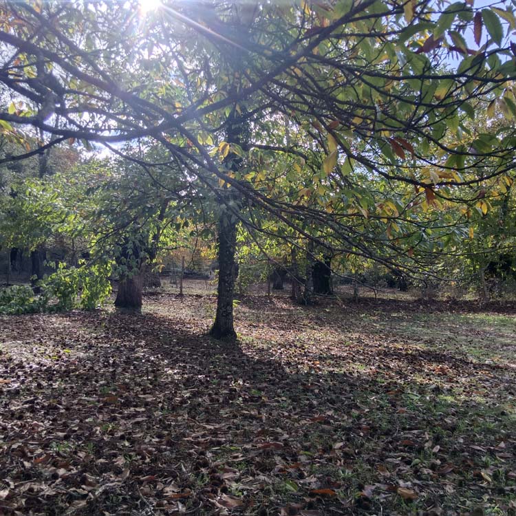 Los Marines alcornoque 1