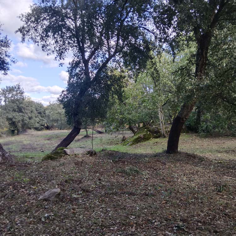 Los Marines alcornoque 11