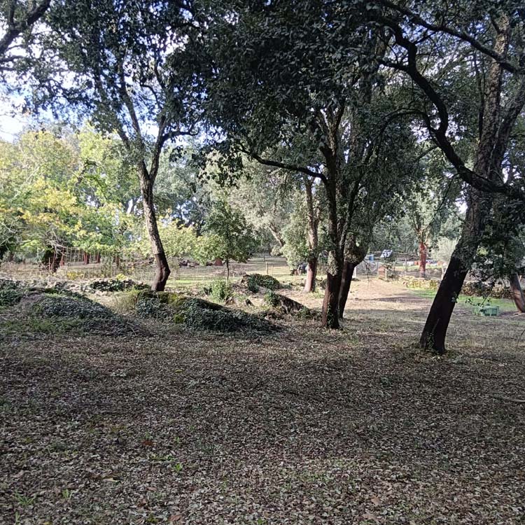 Los Marines alcornoque 12