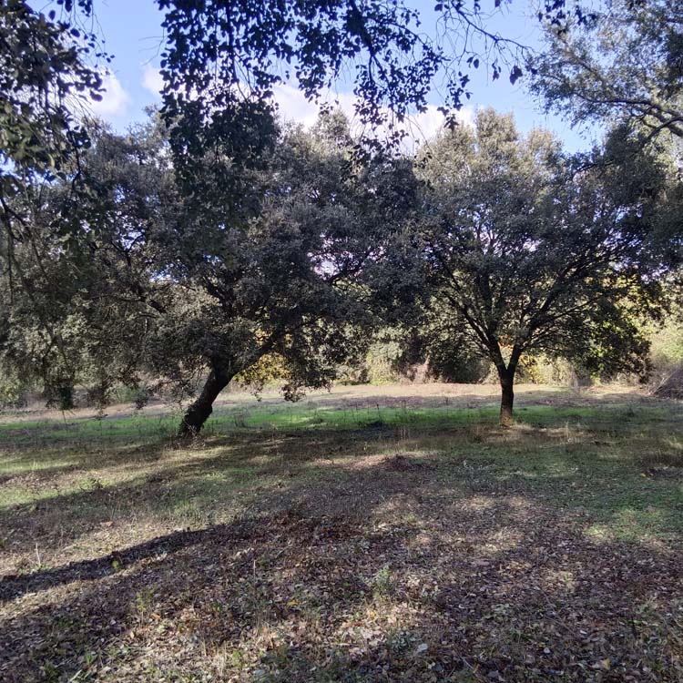 Los Marines alcornoque 2 1