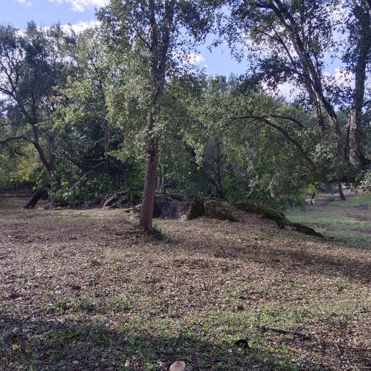 Los Marines alcornoque 3