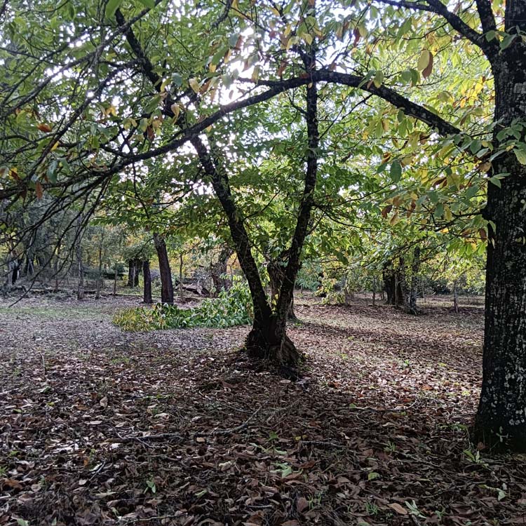 Los Marines alcornoque 4