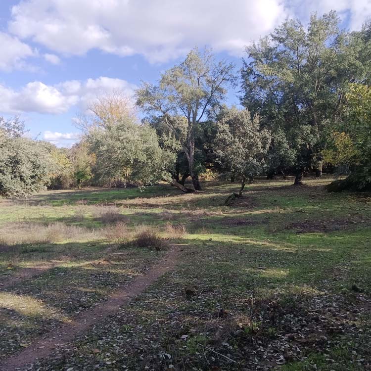 Los Marines alcornoque 8