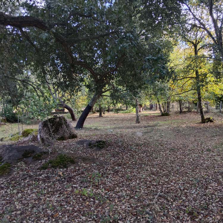 Los Marines alcornoque 9