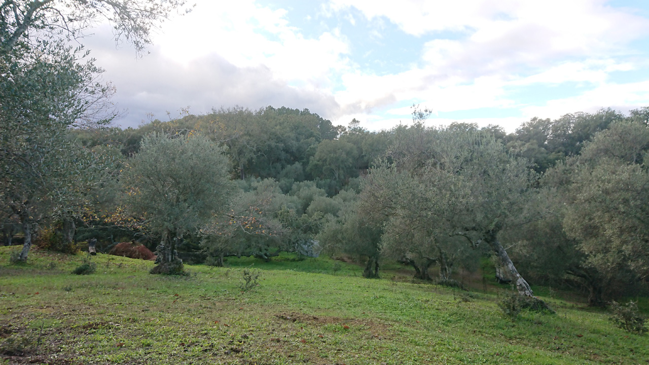 Naturaleza y tradicion en Jabugo 10