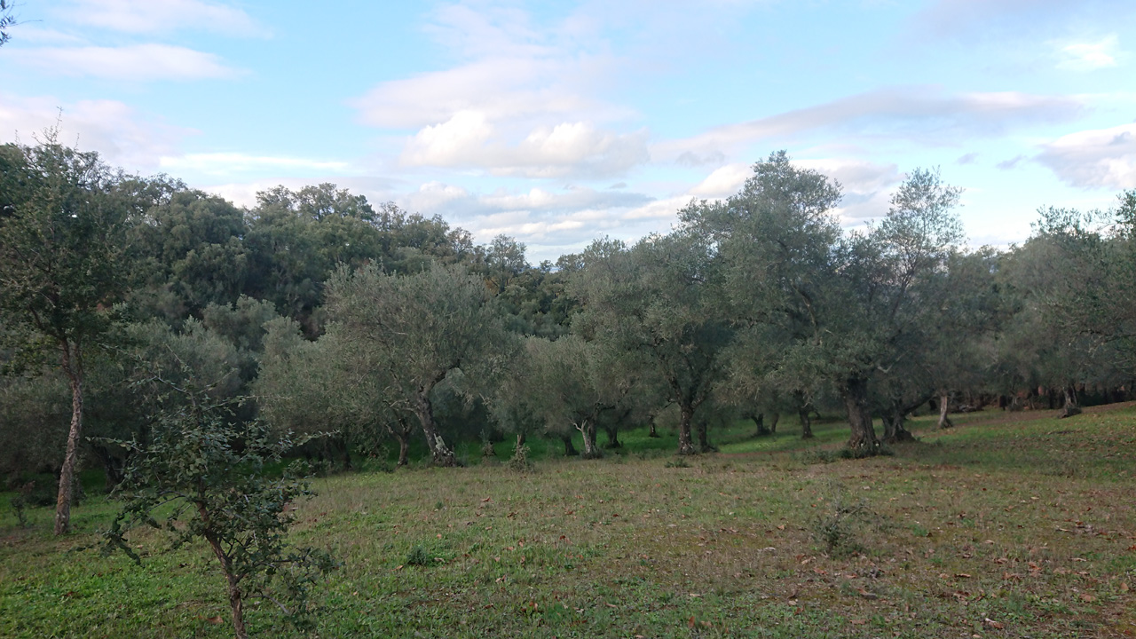 Naturaleza y tradicion en Jabugo 11