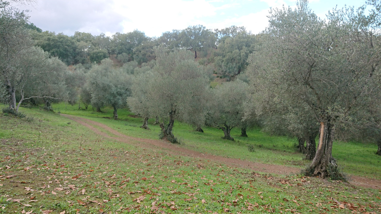 Naturaleza y tradicion en Jabugo 12
