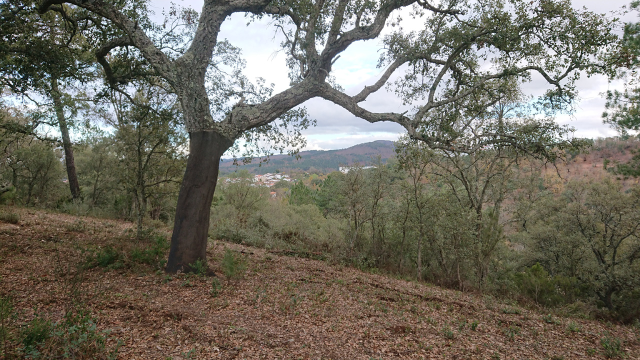 Naturaleza y tradicion en Jabugo 13