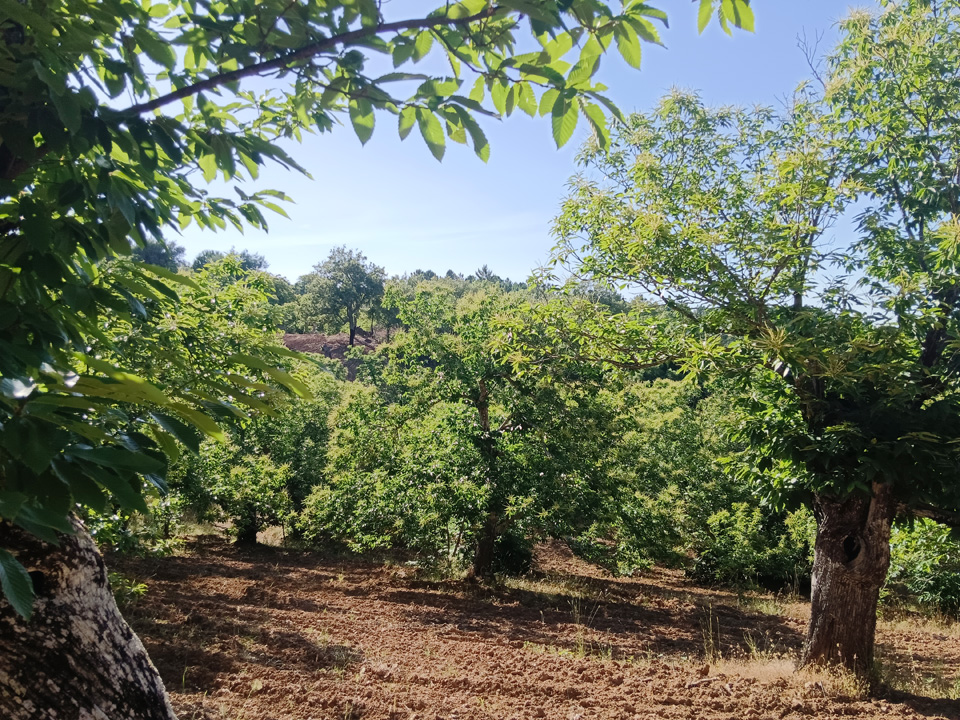Naturaleza y tradicion en Jabugo 2