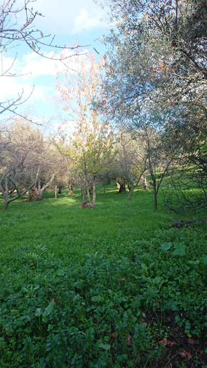 Naturaleza y tradicion en Jabugo 3