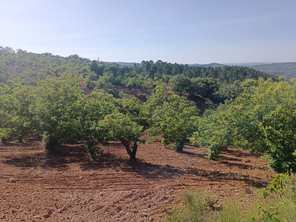 Naturaleza y tradicion en Jabugo 30