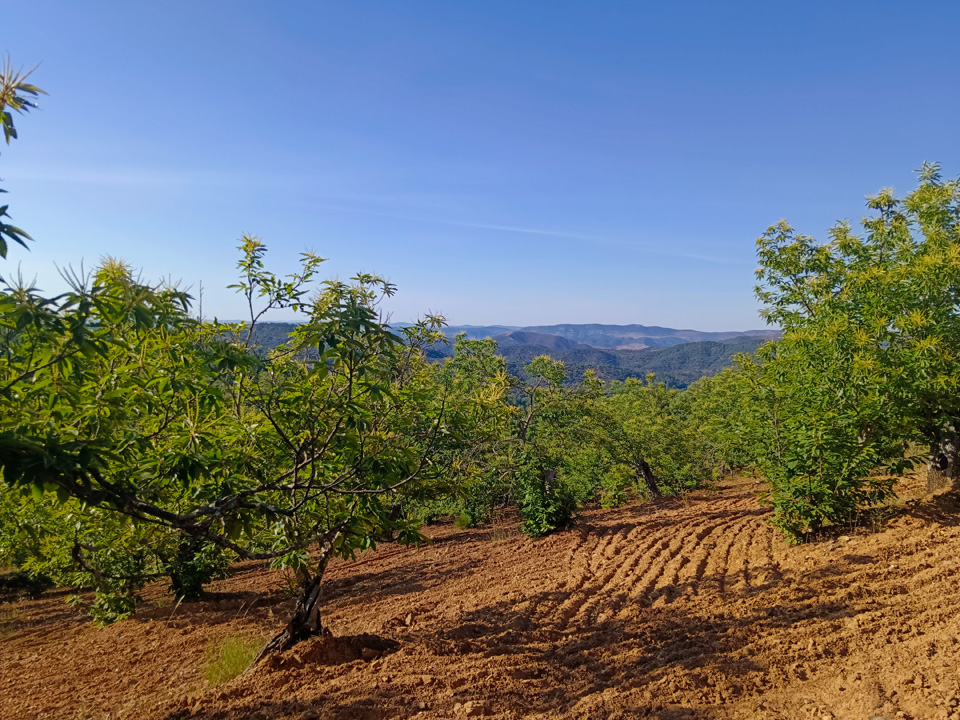 Naturaleza y tradicion en Jabugo 31