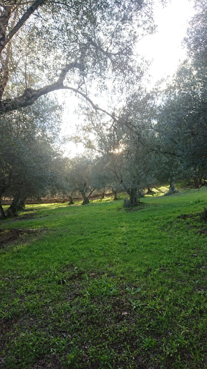 Naturaleza y tradicion en Jabugo 4