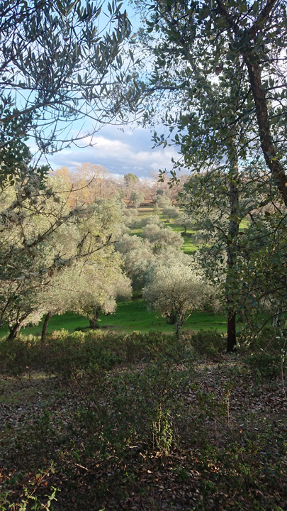 Naturaleza y tradicion en Jabugo 5