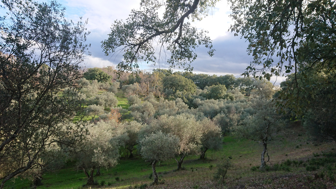 Naturaleza y tradicion en Jabugo 6