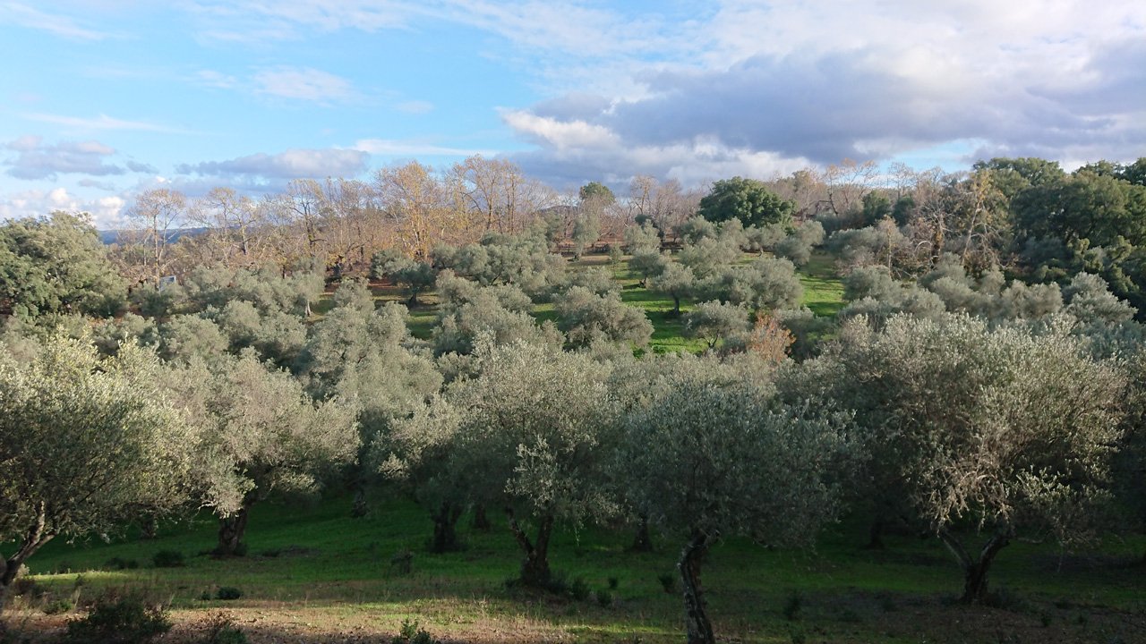 Naturaleza y tradicion en Jabugo 7