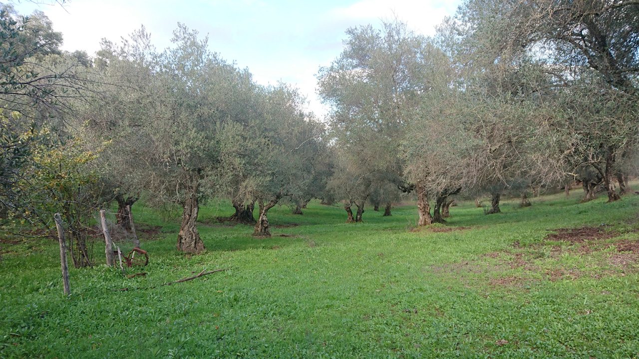 Naturaleza y tradicion en Jabugo 8