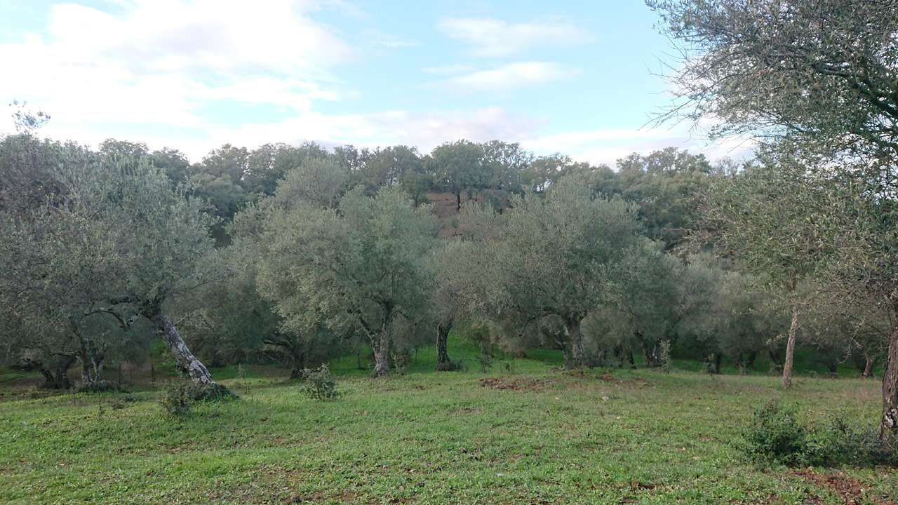 Naturaleza y tradicion en Jabugo 9